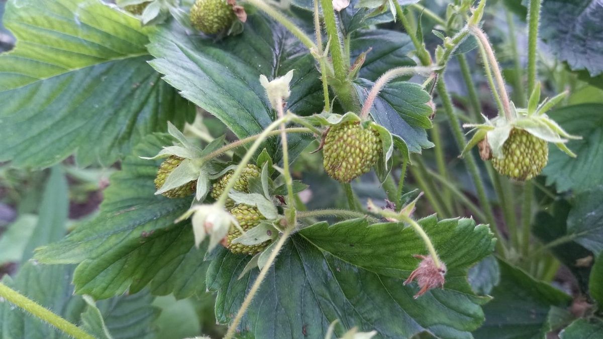 ������ ������� ������������ ��������: ��� �� �������� ������ � ������� �������� �� ����� ������