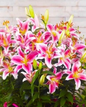 16 ����� �������� ������ ����� ��� �������� �������