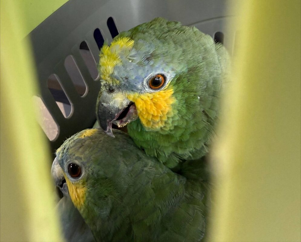 ���� � Ѹ��� ����������� �� ���������� ��� �������������� ��������