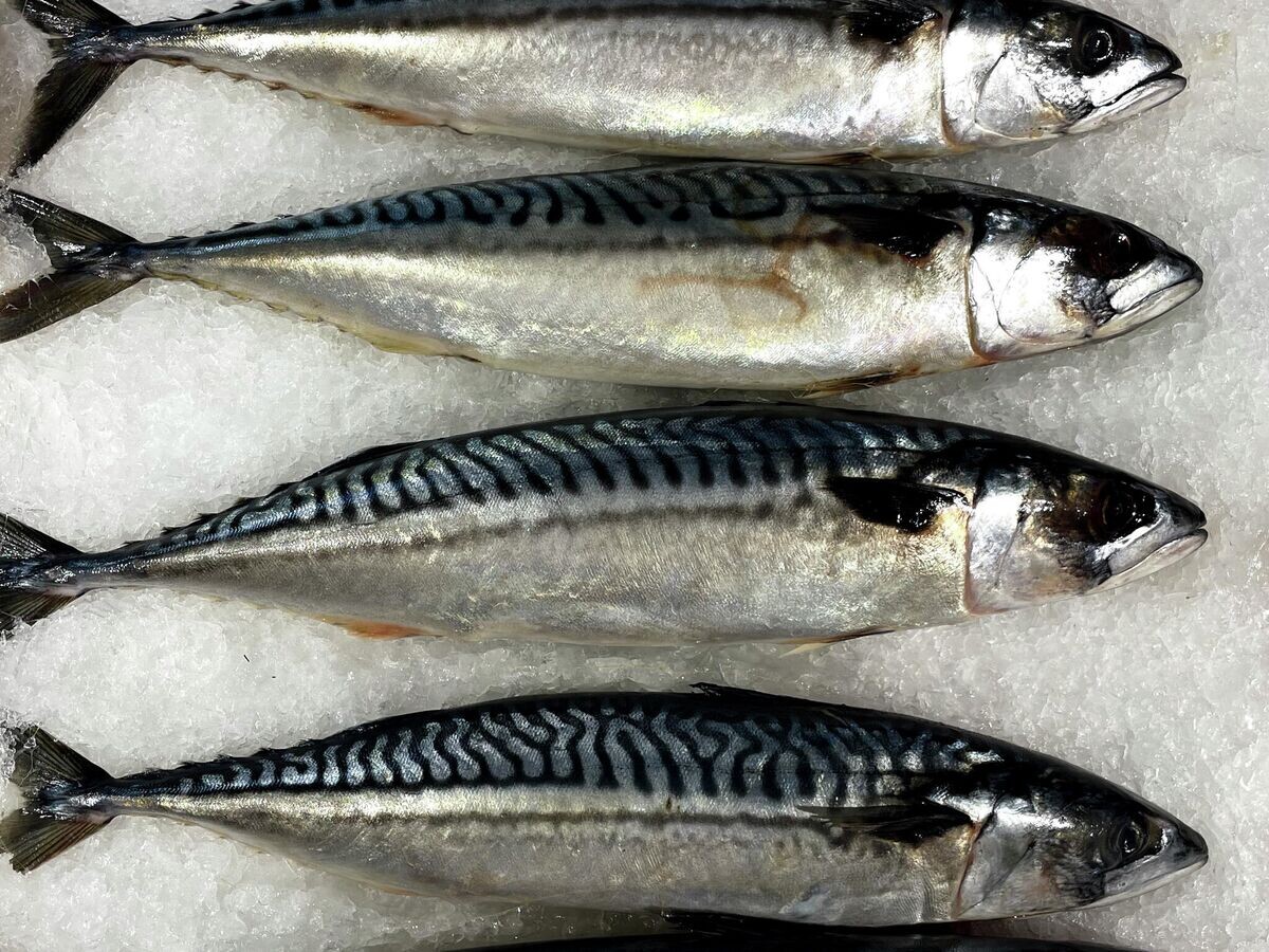 Как скумбрия помогает сохранить здоровье сердца