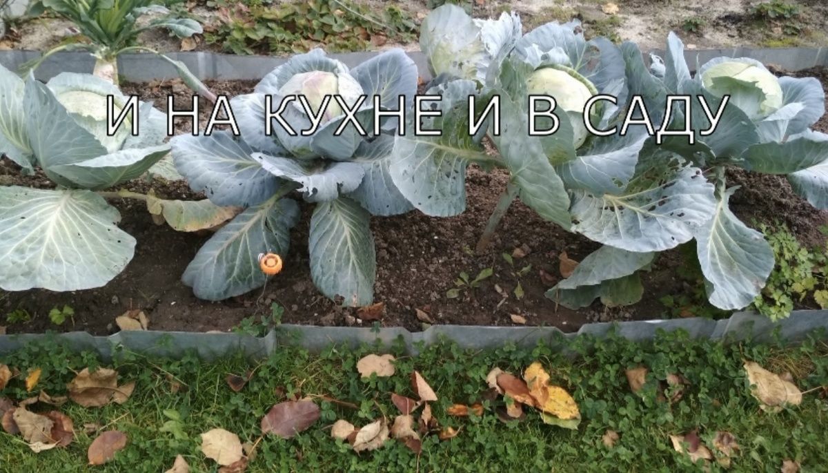 ��� ��������� ������� ������ �� �����: ������������ ������