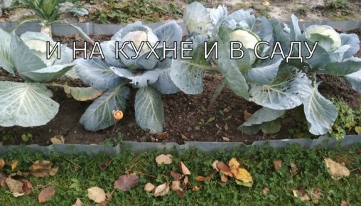 Как сохранить капусту свежей до весны: практические советы