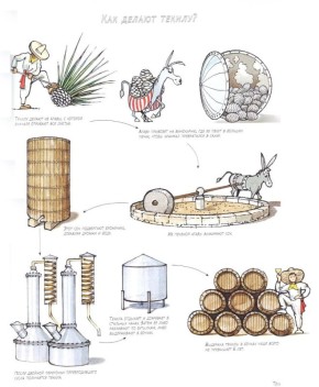 Как создается текила: от растения до напитка