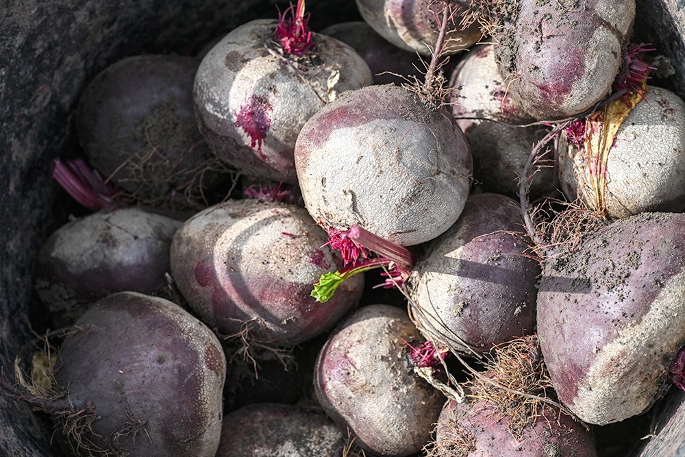 Как выбрать и сохранить свеклу: советы от Роскачества