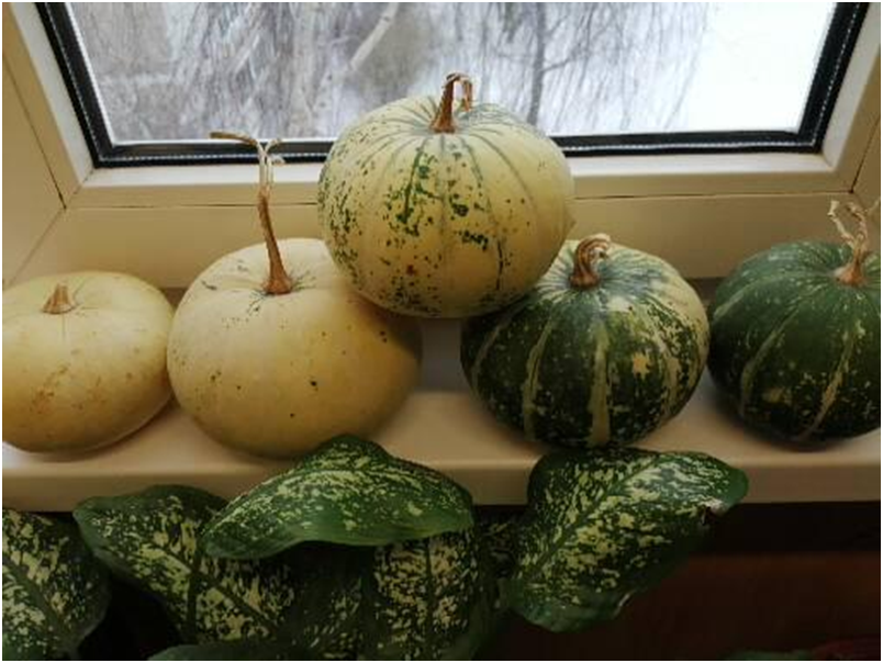 Как сохранить декоративные тыквы: секреты от эксперта