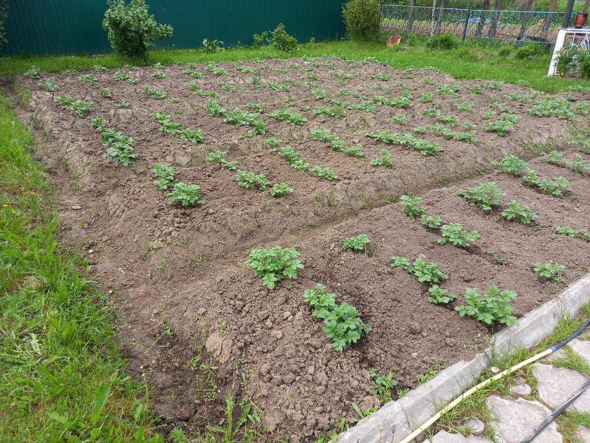 Как мама экономит на еде: более 10 блюд за неделю до 200 рублей