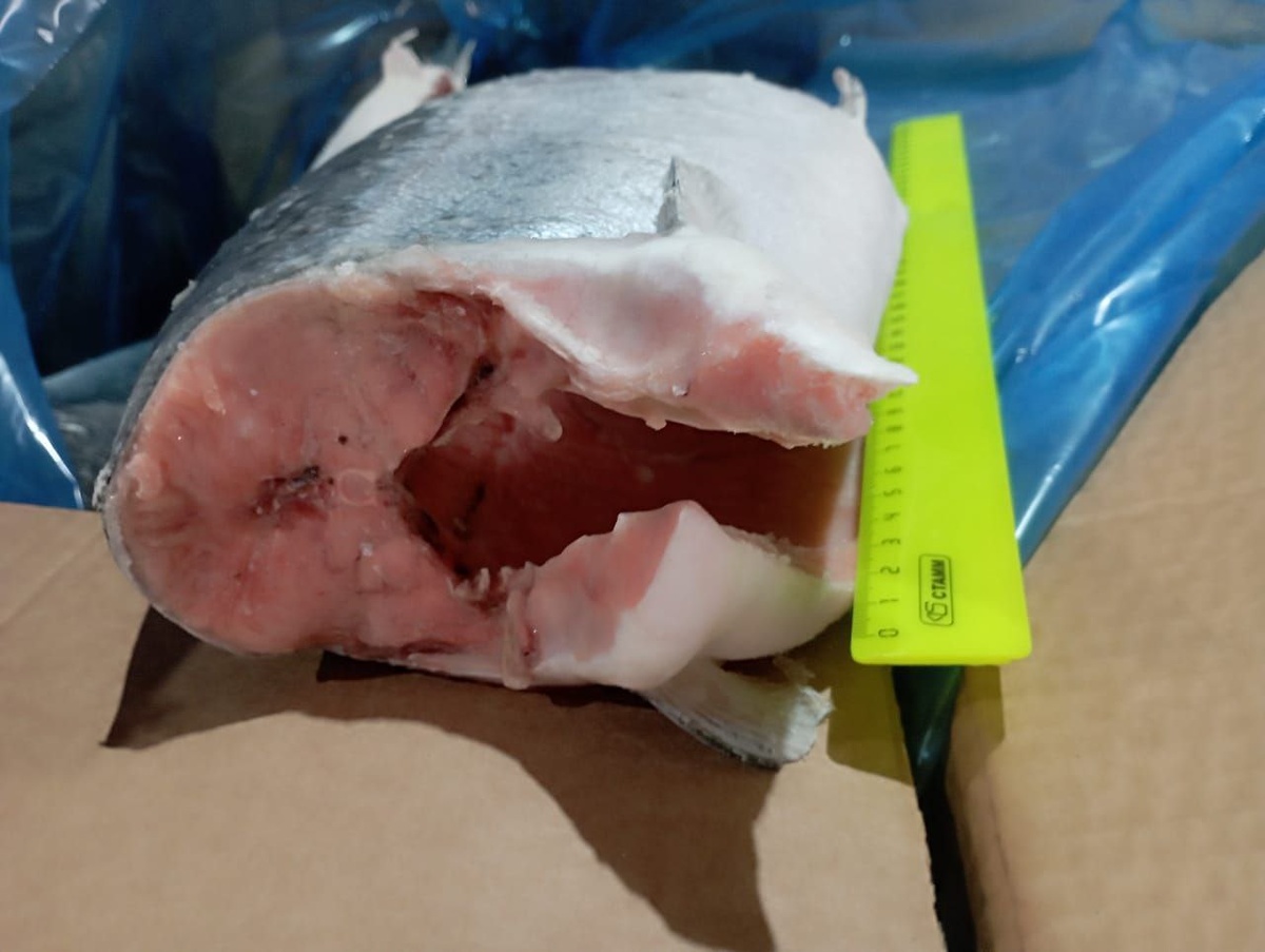 Премиальная форель: свежие поступления для гурманов