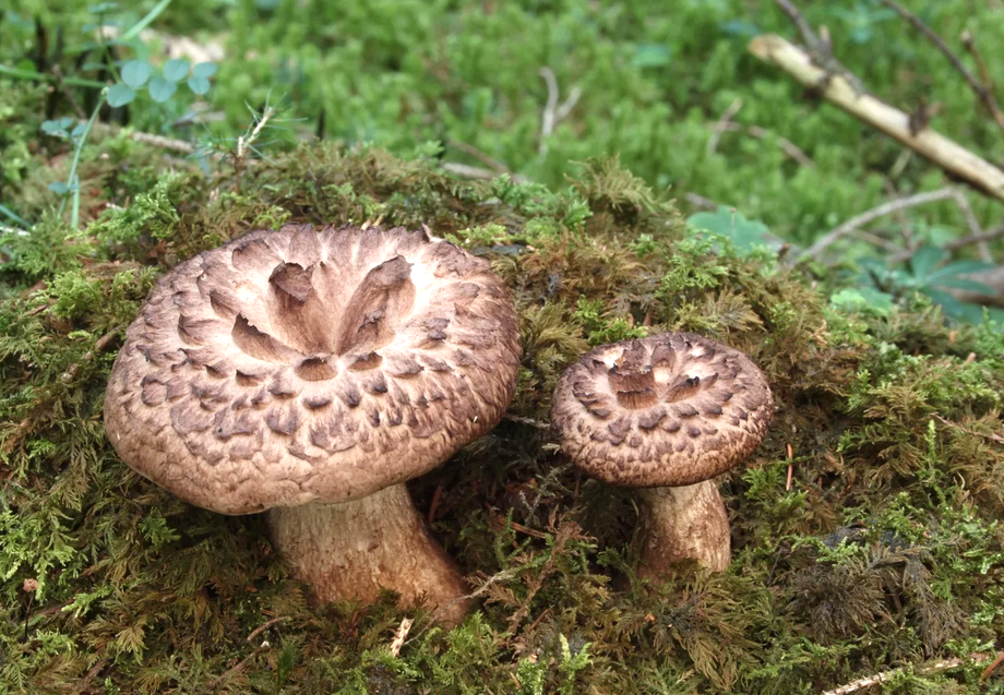 Ежовик пёстрый: гриб, который заслуживает вашего внимания