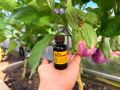 Как йод помогает защитить растения от болезней и увеличить урожай