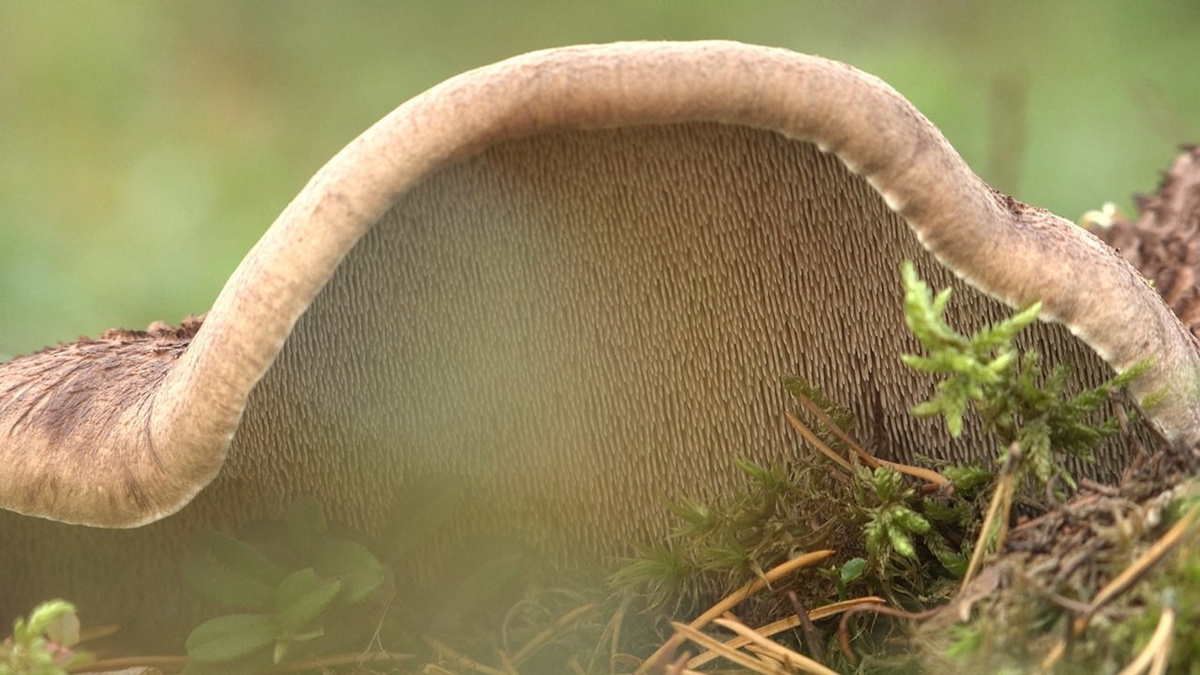 Лоси вновь в лесу: биолог объясняет, почему грибы привлекают этих гигантов
