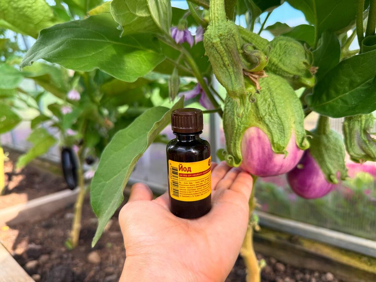 Как йод помогает защитить растения от болезней и увеличить урожай