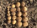 Картофель Луговской: как достичь идеального урожая