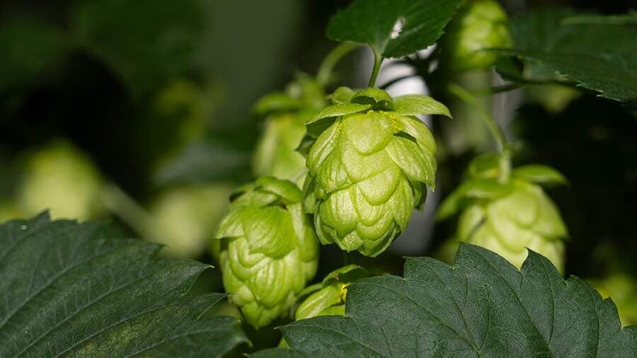 ������� �� ���� � ������������ �����: ����� ��� � �������� ������������ �������