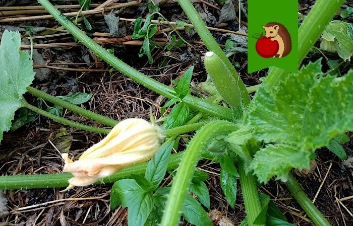 ������ ������� � ����� ������ ��������: ��� ������ ������