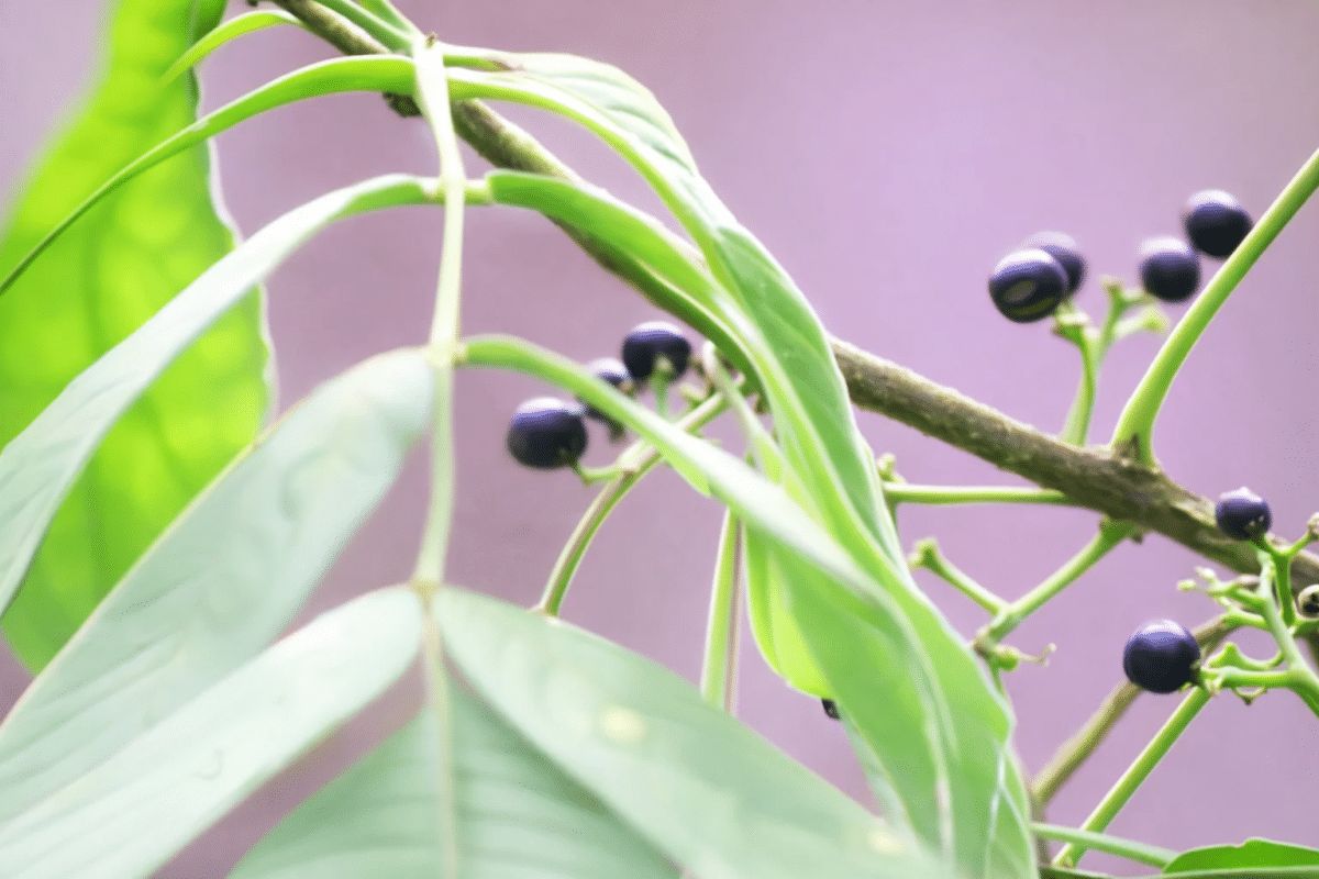 ���, �������� ���� �� �����, �������� ������� ����������