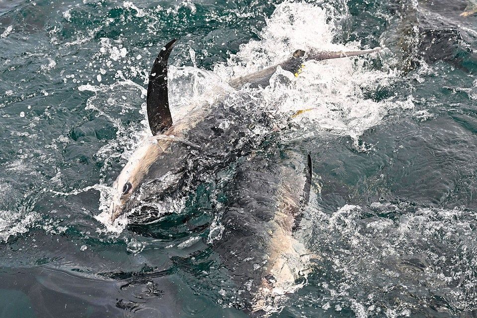 �� ������� �������� ����������� ����� ���������� ����� 80 ��������� ������