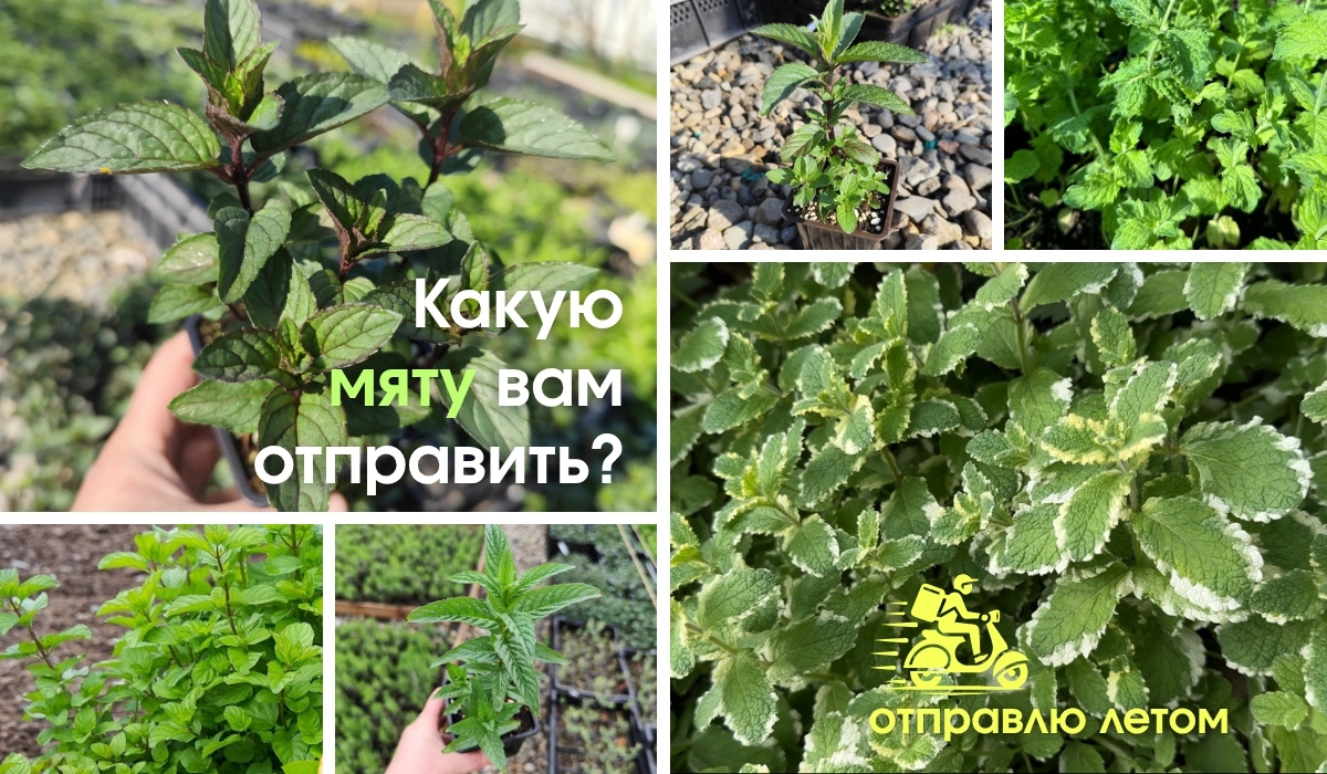 Какую мяту выбрать для вашего сада?