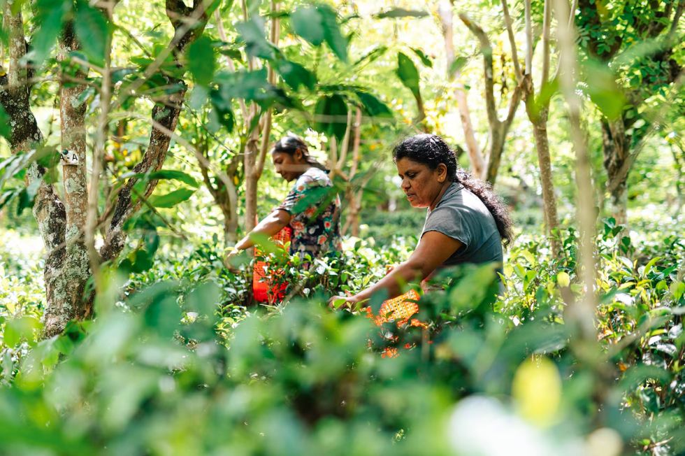 ������ ������� � ���������� ������: ��� ������ �� ������ ����� ����