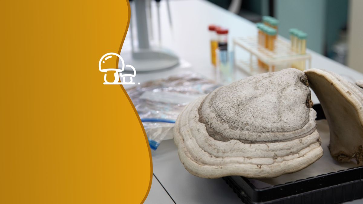 ����� ����� ����� ������ � �������� ���������� ���