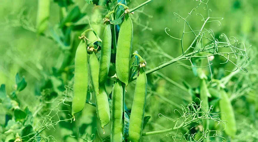 ������������ ������� ������: ��������������� ������� � �������� ��������