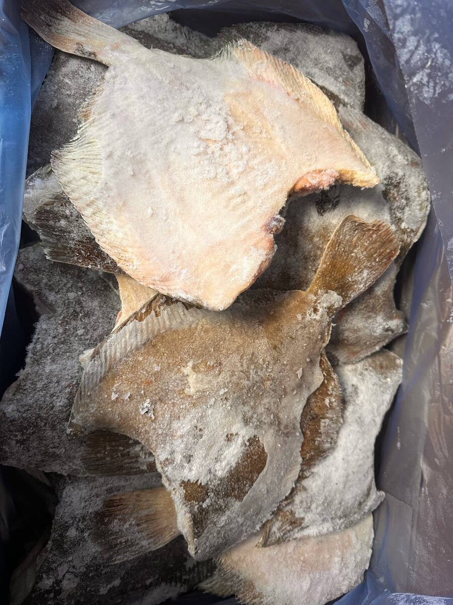 Камбала черноморская: вкусное открытие года!