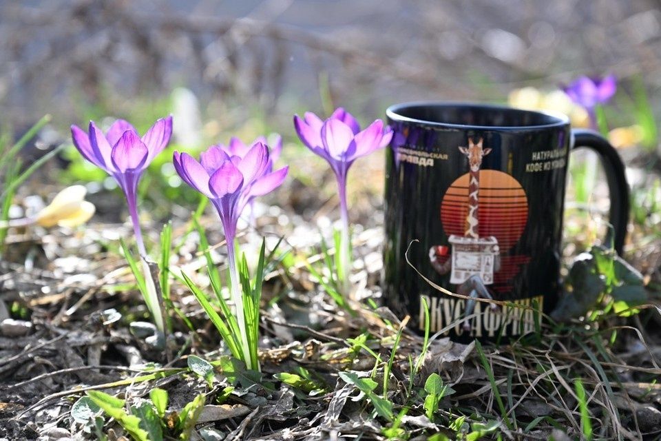 ������� ���������� ����: �� ����� �� ��������