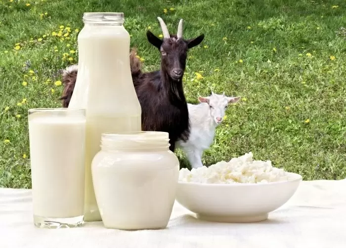 Козье молоко: универсальный союзник для малышей и животных?
