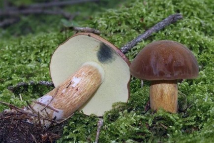 �������� ����: �����������, ���� � ��� �� ��������� � ����������