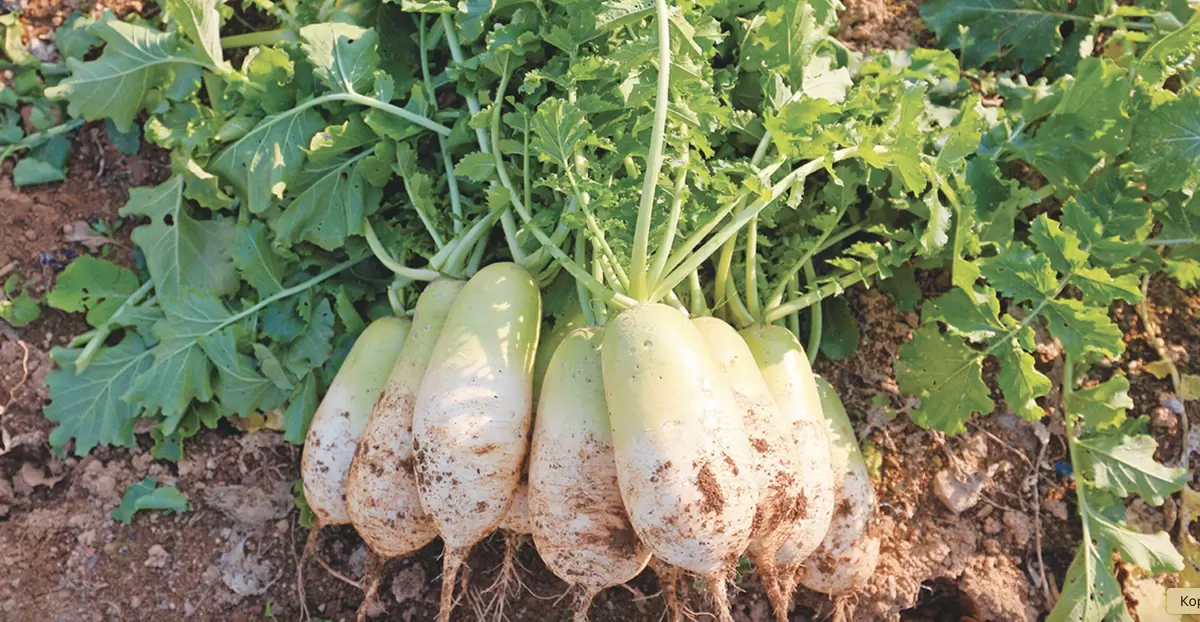 Лоба: загадочный ингредиент корейской кухни и его заменители