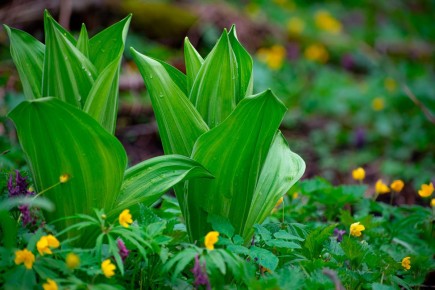 � ������������ ������ ��������� ������ �������� ����, ������� �� ������