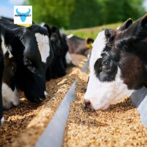 ��� ����������� ���� ������ ��������� ��� � �������� ��������������