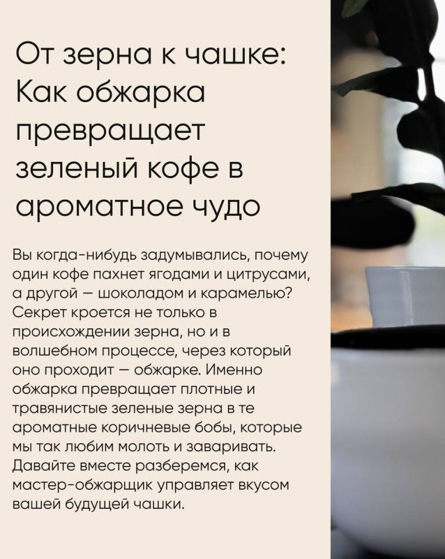 Преображение зеленого кофе: от зёрнышка до чашки