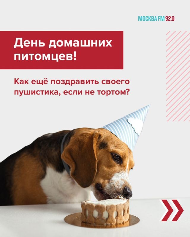 Праздник для вашего пушистика: как порадовать друга