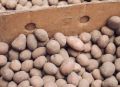 Как сохранить урожай до весны: советы экспертов