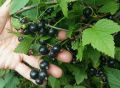 Стоит ли перегружать себя урожаем: выбираем разумный подход к садоводству