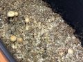 Во Владимире стартует судебный процесс над мужчиной за культивирование галлюциногенных грибов